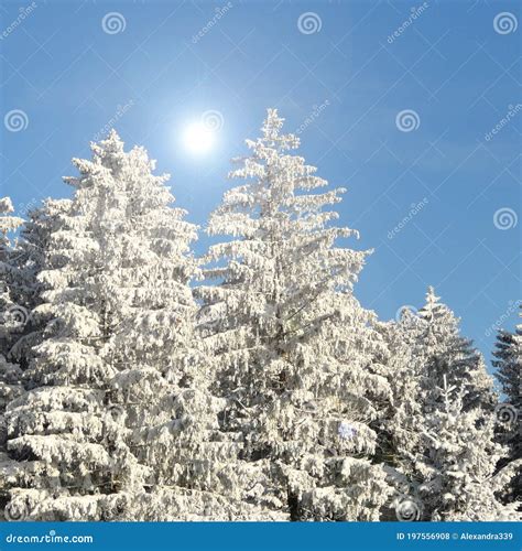 A Frosty Winter Morning With Snow On The Trees Stock Photo Image Of