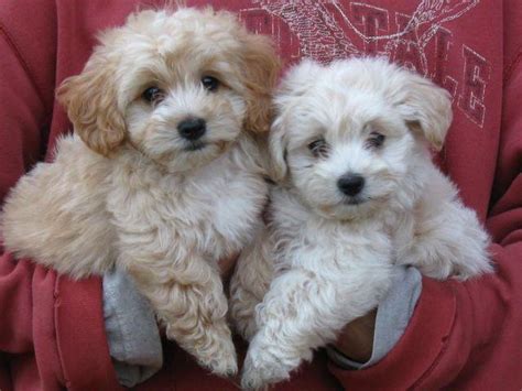 These maltipoo puppies located in michigan come from different cities, including, imlay city. Maltipoo Puppies, Tiny, Sweet & Adorable! for Sale in ...