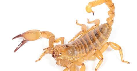 United Airlines Passenger Stung By A Scorpion That Fell From Overhead