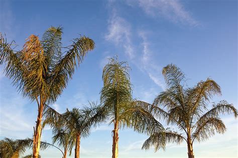 9 Types Of Palm Trees That Thrive In Warm Climates Bob Vila