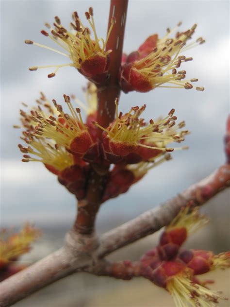 Trees Red Maple Buds And Flowers