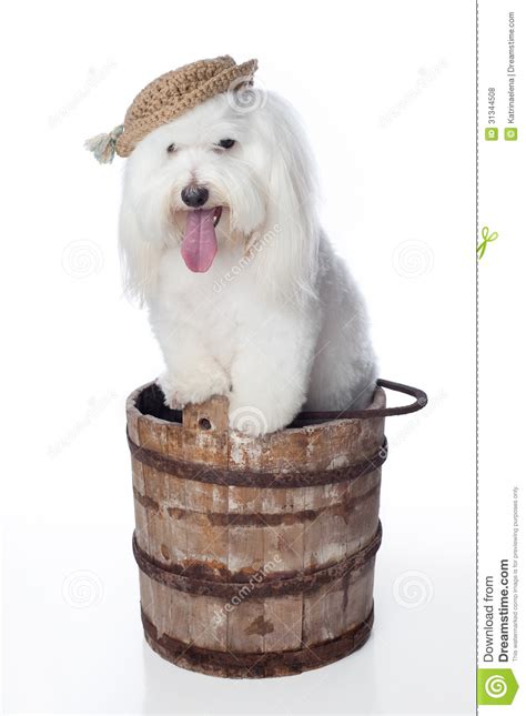 White Dog With Hat Posed In A Wooden Bucket Stock Photo Image Of Rare