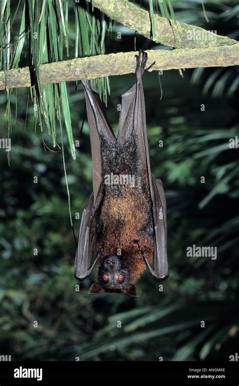 Malaysian Flying Fox Or Large Fruit Bat Pteropus Vampyrus Southeast