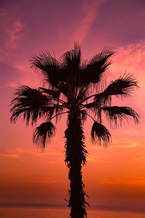 500 Sunset With Palm Tree Pictures Stunning Download Free Images On Unsplash