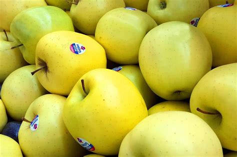 Easy Tips For Picking Golden Delicious Apples 2023 Atonce