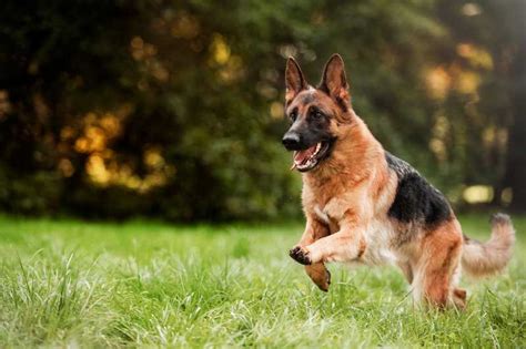 Die 8 Schönsten Deutschen Hunderassen Mit 25 Bildern Hunde2de