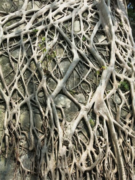 Free Stock Photos Rgbstock Free Stock Images Roots Background