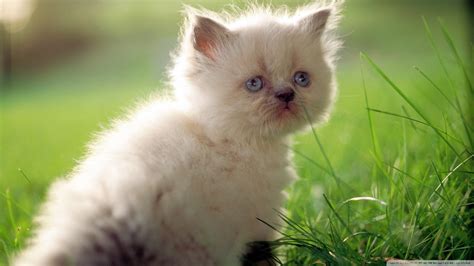 Download White Persian Kitten With Blue Eyes Wallpaper