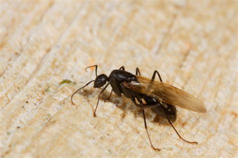 A carpenter ant bite will remove small chunks of skin the same way that they remove wood to create their colonies. How to Tell the Difference Between Ants and Termites Infesting Your Home - Ecola Termite and ...