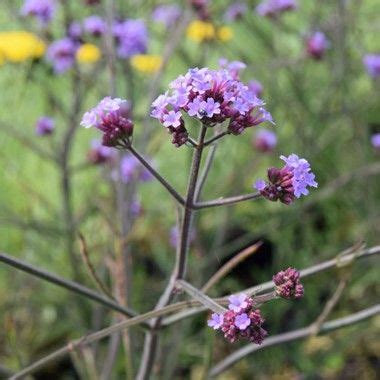 We are working to update our ratings. Verbena bonariensis 'Lollipop' ® | Verbena, Flowers, Lollipop