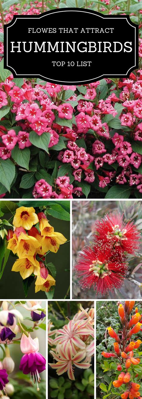 Top 10 Pretty Plants That Attract Hummingbirds Hummingbird Plants