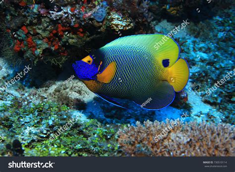 Blueface Angelfish Pomacanthus Xanthometopon Underwater Indian Stock
