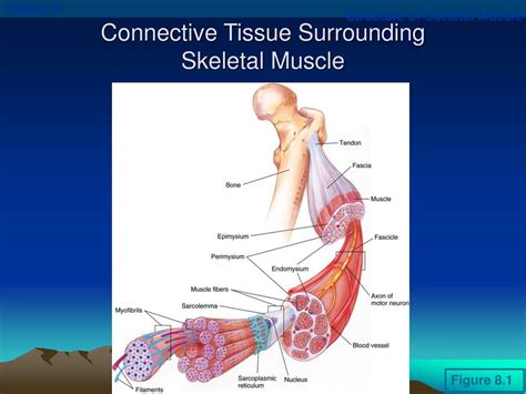 Ppt Skeletal Muscle Structure And Function Powerpoint