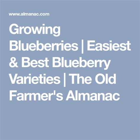 Blueberries The Easiest Fruit To Grow Is Also One Of The