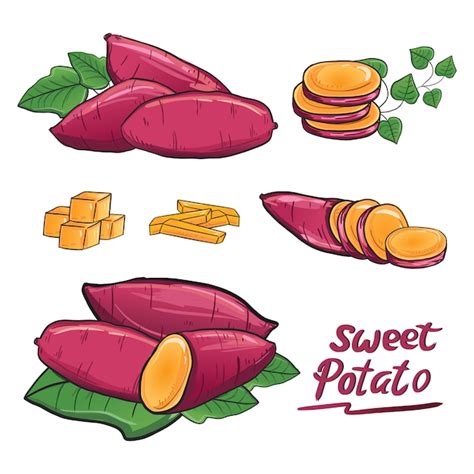 Sweet Potato Illustration Drawing Vector Collection Set Premium Vector