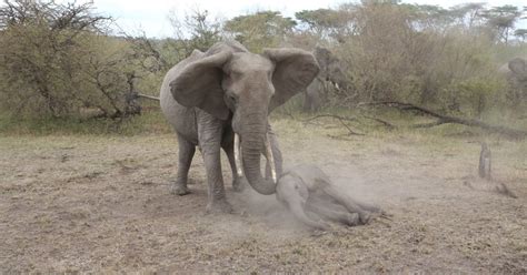 Video Of A Mother Elephant Trying To Wake Her Unconscious Calf In Kenya