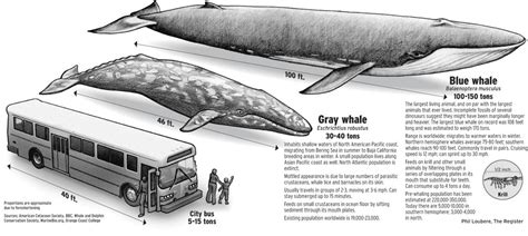 Gallery For Largest Animals Comparison Whale Blue Whale Large Animals