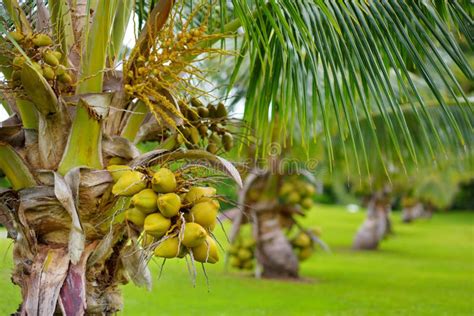 A Bunch Of Coconuts Ripening On A Dwarf Coconut Tree On The Big Island
