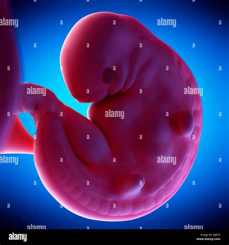 Human Fetus At Week 6 Of Gestation Illustration Stock Photo Alamy
