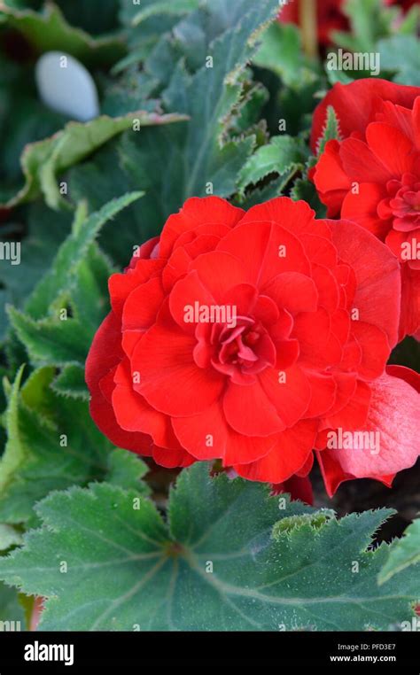 Begonia F1 Non Stop Red Stock Photo Alamy