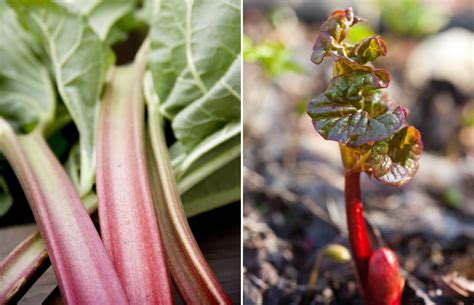 13 Things To Know About Growing And Eating Rhubarb