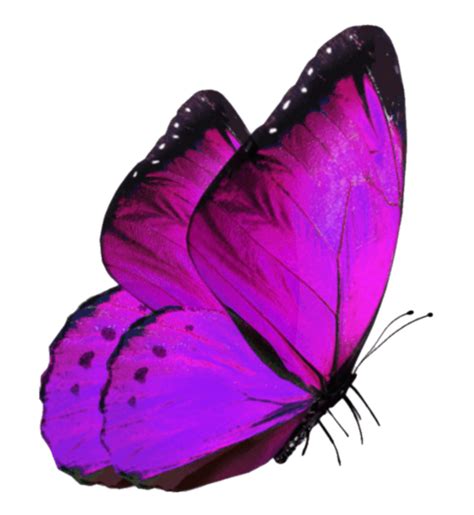 Butterfly Png Transparent Images Free Download Page 3 Of 3 Pngfre