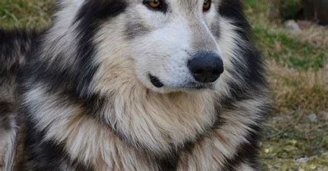 Dogspuppiesforsalecom Liked Northern Inuit Dog Bred To Look Like A