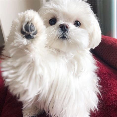 The 12 Fluffiest Dogs Ever