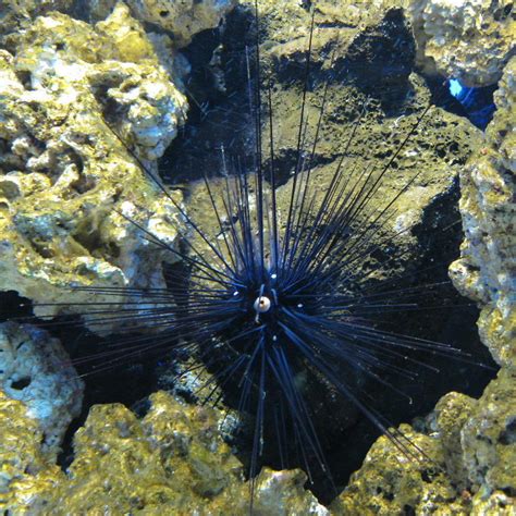 Long Spined Black Sea Urchin