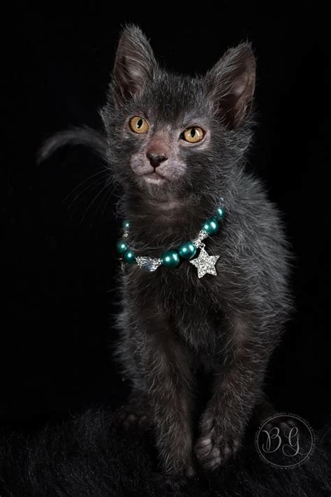 Lykoi Cat Lykoi Cat Werewolf Cat Cats