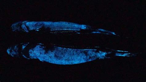 Scientists Take First Photo Of Bioluminescent Shark Nbc2 News