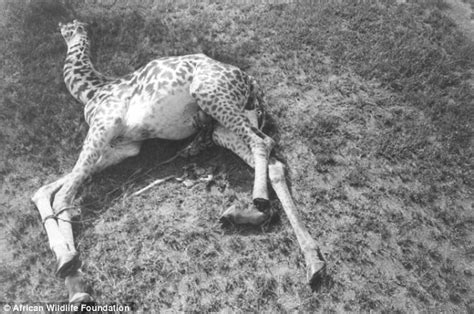 Giraffes Butchered For Bushmeat And Sold In Pictures From Africa