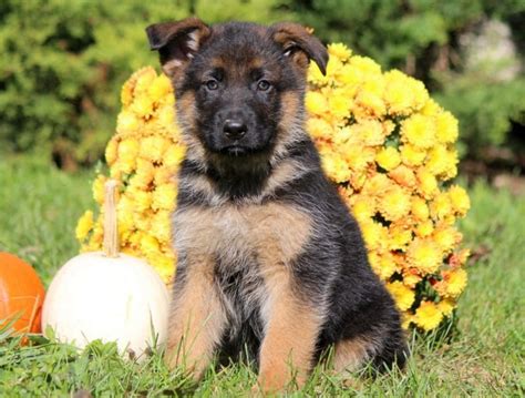 German shepherds are strong, obedient dogs known for their intelligence, loyalty, and fearlessness, making them a perfect breed for active families. 45+ Golden Retriever German Shepherd Mix Puppies For Sale ...