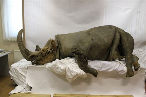 Giant Prehistoric Rhino