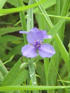 For a colorful springtime in indiana, look to these lovely perennials that are perfect for for brightening up your landscape and flower beds. 17 Best images about Native Perennial & Shrubs Zone 5 on ...