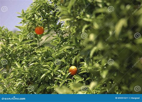 Tangerines Grow On A Tree Stock Image Image Of Branch 69251611