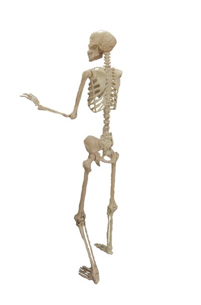 Full Body Skeleton Stock By Mshellee On Deviantart
