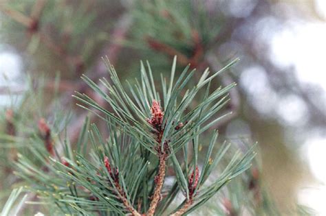 Le Pin Sylvestre Pinus Sylvestris