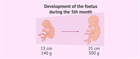 Baby Development In The Fifth Month Of Pregnancy