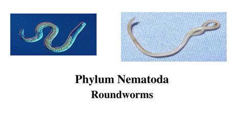 Phylum Nematoda Roundworms Ppt Download