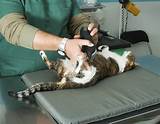 Pictures of Animal Hospital Of Mebane