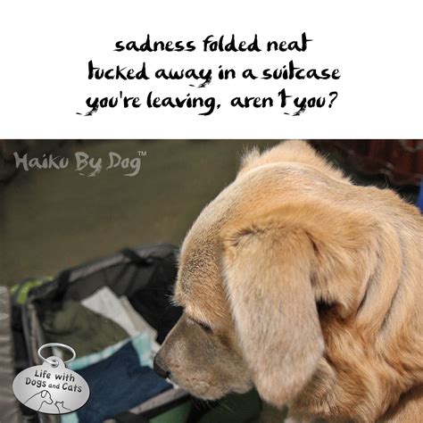 Haiku By Dog Sadness Life With Dogs And Cats