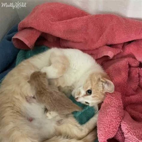 Mom Cant Believe It When Cat Surprises Her With Baby Kitten Madly Odd