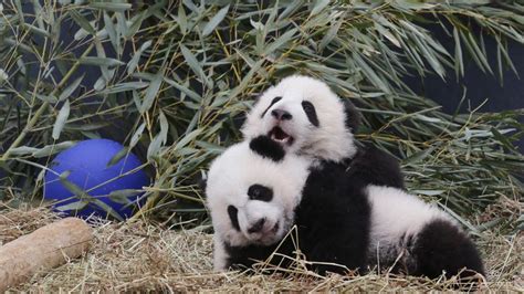 Toronto Zoos Giant Panda Cubs Named Cnn