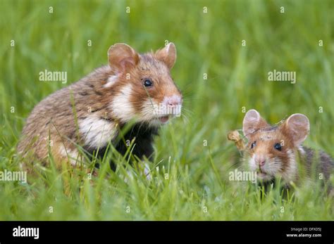Common Hamster Fotos Und Bildmaterial In Hoher Auflösung Alamy