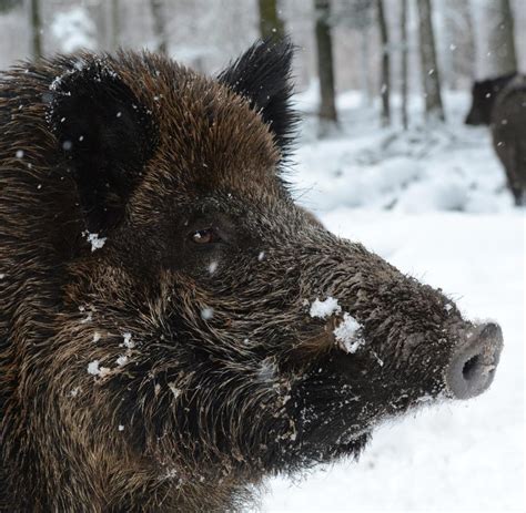 Hier sind 10 schockierende mutationen bei tieren. Tiere: Ganze Wildschweinrotte radioaktiv verseucht - WELT