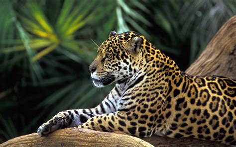Jaguar In Amazon Rainforest Wallpapers Hd Wallpapers Id 10763