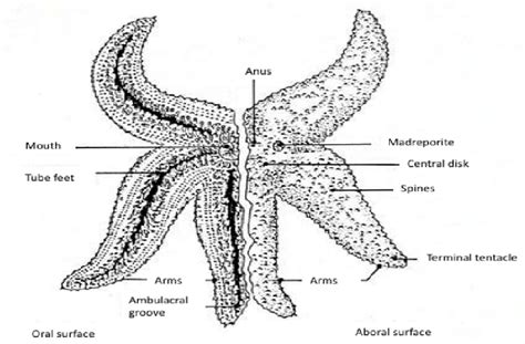 External Anatomy Of Starfish