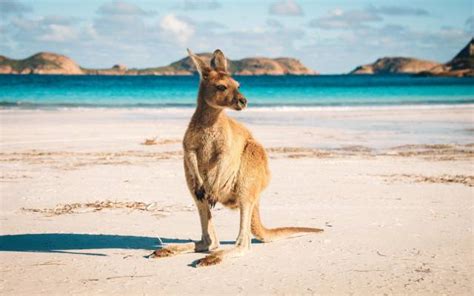 Tapeta Na Monitor Zvířata Pláž Kangeroo Western Australia