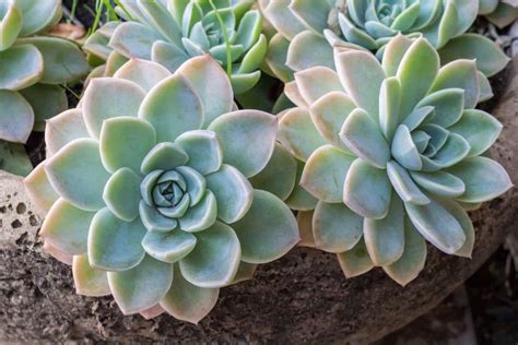 Echeveria Succulent Plant Different Types How To Grow And Care